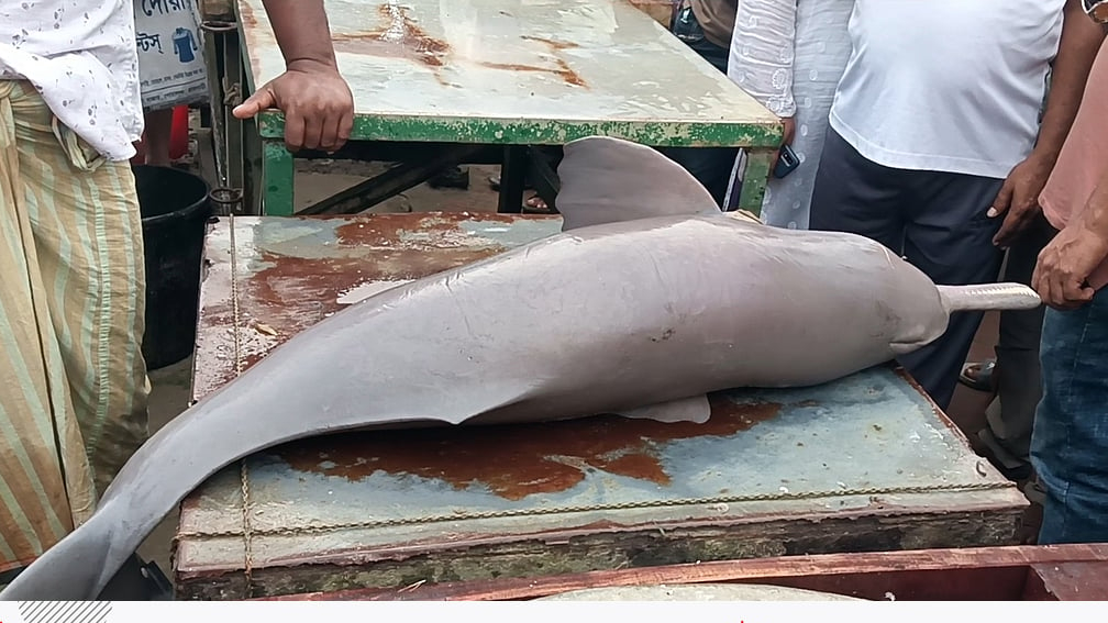 জেলেদের জালে ধরা পড়ল পদ্মার শুশুক ও বাগাড় মাছ, স্থানীয় বাজারে বিক্রি